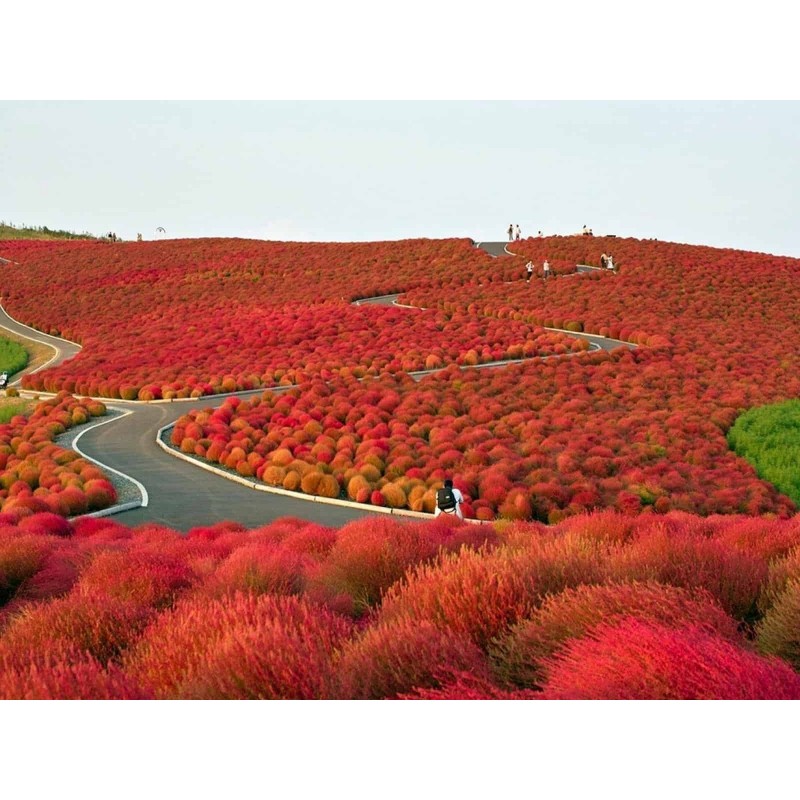 Price: €1.5 - Semillas de Ciprés De Verano Burning Bush - 