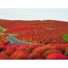 Price: €1.5 - Semi di Cipresso d'estate (Kochia Scoparia) - 
