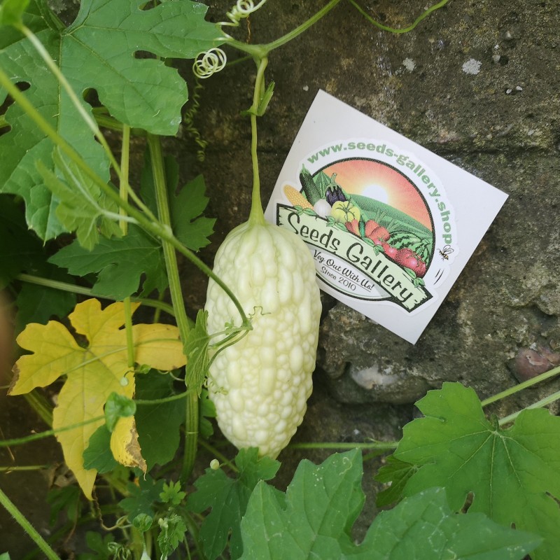 Price: €6.5 - Semi di Charantea Bianco (Momordica charantia) - Seeds Gallery