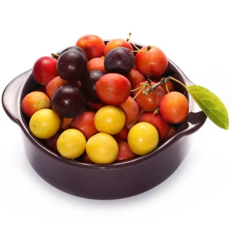 Semillas de Mirobolano (Prunus cerasifera)