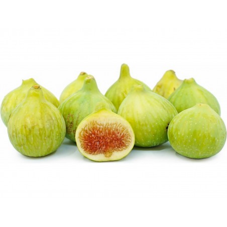 Price: €1.95 - Giant White fig seeds from Dalmatia - Seeds Gallery