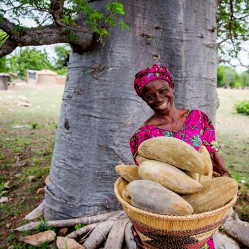 Semillas de Baobab (Adansonia digitata)