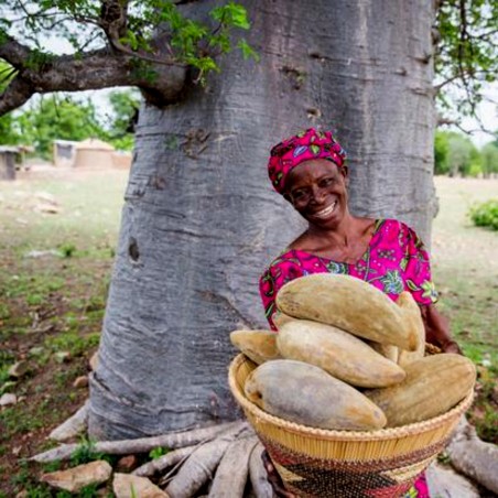 Price: €1.95 - Semi di baobab africano (Adansonia digitata) -