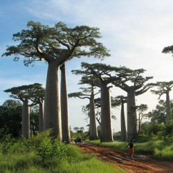 Baobab tohumu (Adansonia...