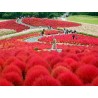 Price: €1.5 - Semi di Cipresso d'estate (Kochia Scoparia) - 