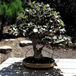 Nasiona srebnodrzewu wilczego (Elaeagnus commutata) - 2.25