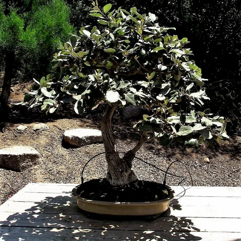 Seminţe de sălcioară argintie (Elaeagnus commutata)