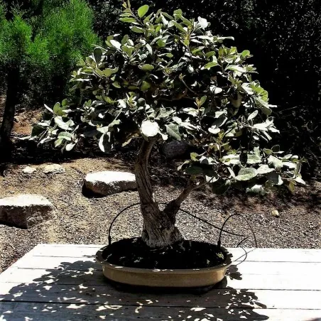 Semi di silverberry, wolf-willow (Elaeagnus commutata)