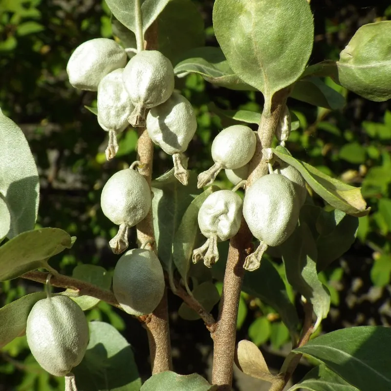 Semillas de silverberry, wolf-willow (Elaeagnus commutata)