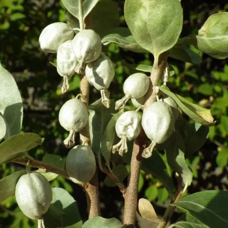 Sementes amoras prateadas americanas (Elaeagnus commutata)