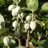 Sementes amoras prateadas americanas (Elaeagnus commutata)