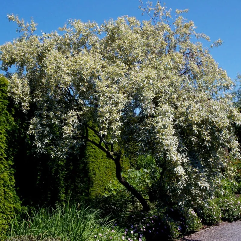 Semi di silverberry, wolf-willow (Elaeagnus commutata)