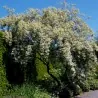 Seminţe de sălcioară argintie (Elaeagnus commutata)