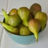 Semi di Fico comune (Ficus carica L.)