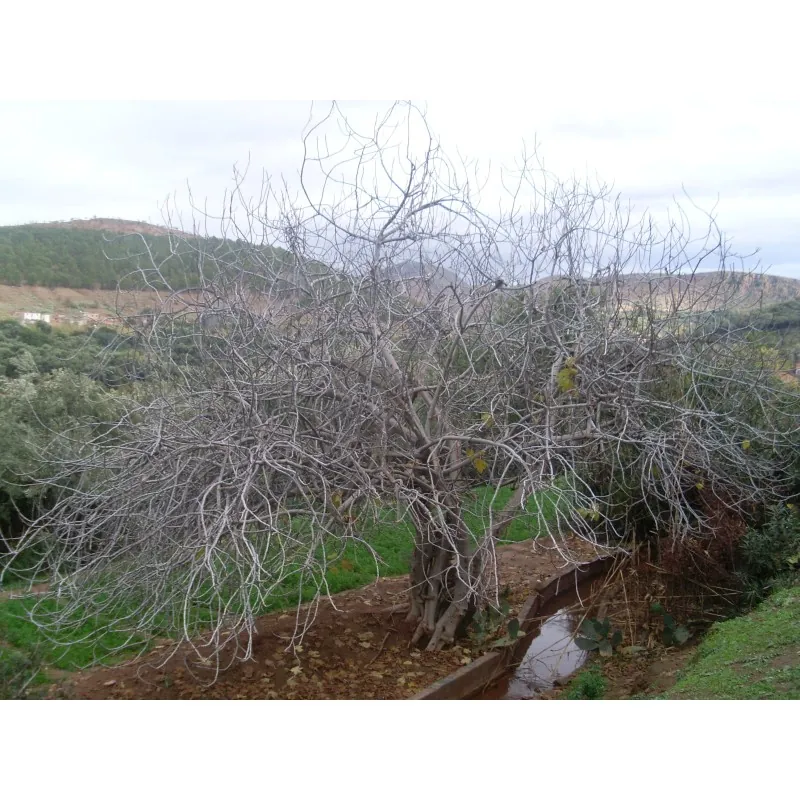 Graines de Figuier comestible (Ficus carica)
