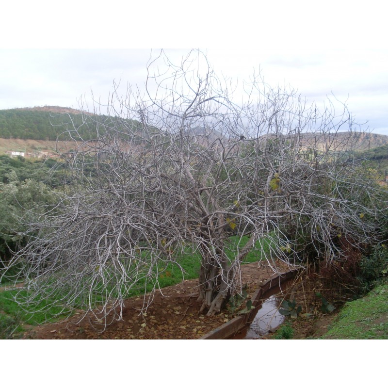Price: €1.95 - Σπόροι Συκή η καρική και Συκή η κοινή (Ficus carica) - Seeds Gallery