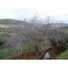 Price: €1.95 - Common Fig Seeds (Ficus carica) - Seeds Gallery