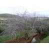 Graines de Figuier comestible (Ficus carica)