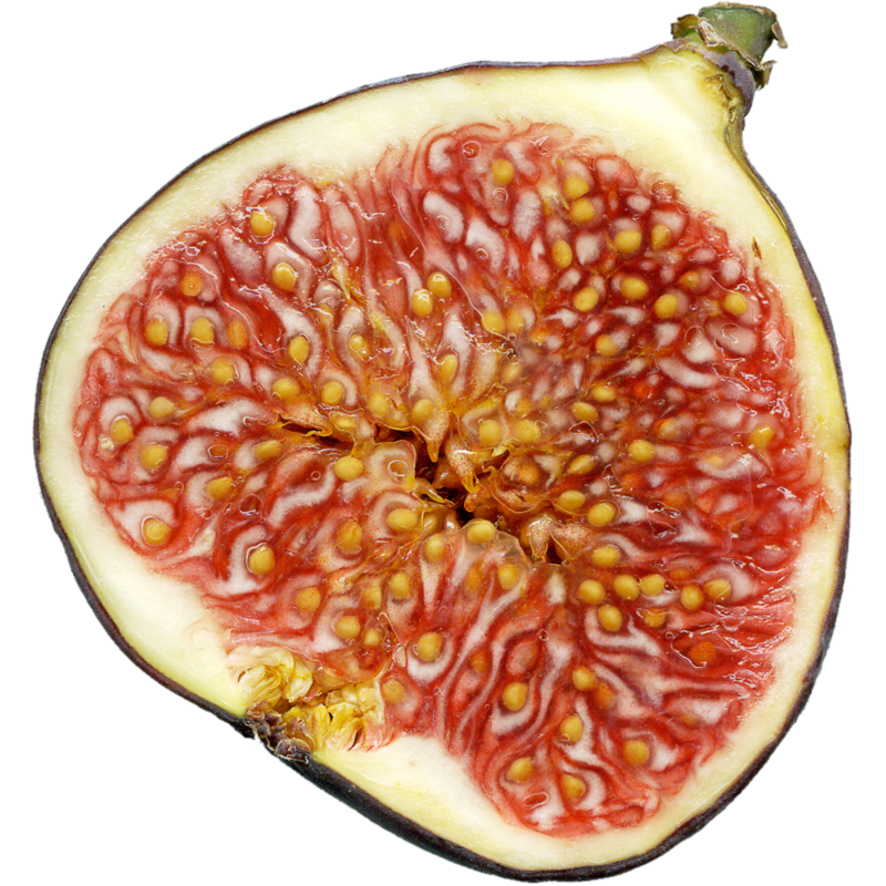 Price: €1.95 - Common Fig Seeds (Ficus carica) - Seeds Gallery