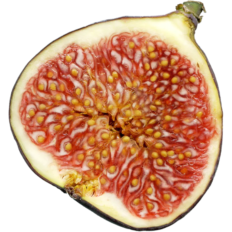 Graines de Figuier comestible (Ficus carica)
