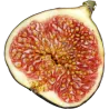 Graines de Figuier comestible (Ficus carica)