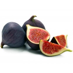 Price: €1.95 - Fikon Frön (Ficus carica) - Seeds Gallery
