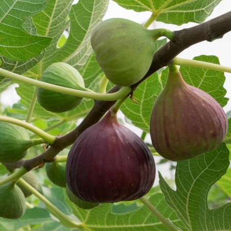 Price: €1.95 - Semi di Fico comune (Ficus carica L.) - Seeds Gallery