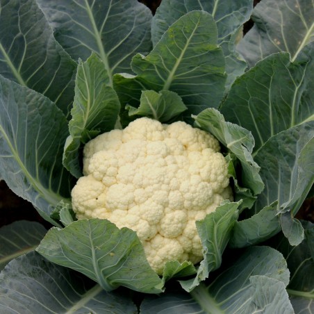 Price: €1.85 - Blumenkohl Samen Snowball Früh + Herbst Saatgut -