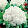 Σπόροι Κουνουπιδι Early Snowball