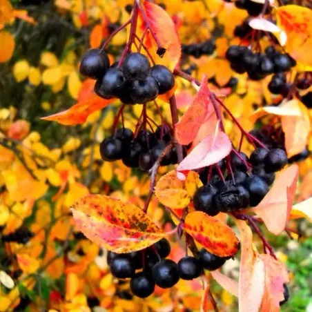 Semillas de Aronia melanocarpa (chokeberry)