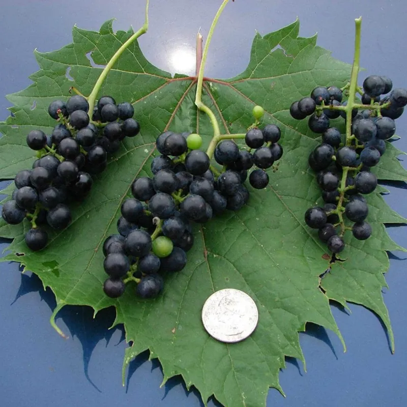 Sementes de Uva Silvestre (Vitis spp.)