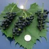 Sementes de Uva Silvestre (Vitis spp.)