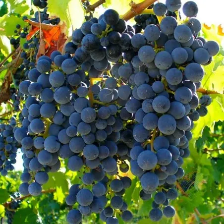 Vilda druvfrön (Vitis spp.)