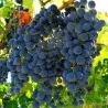 Sementes de Uva Silvestre (Vitis spp.)