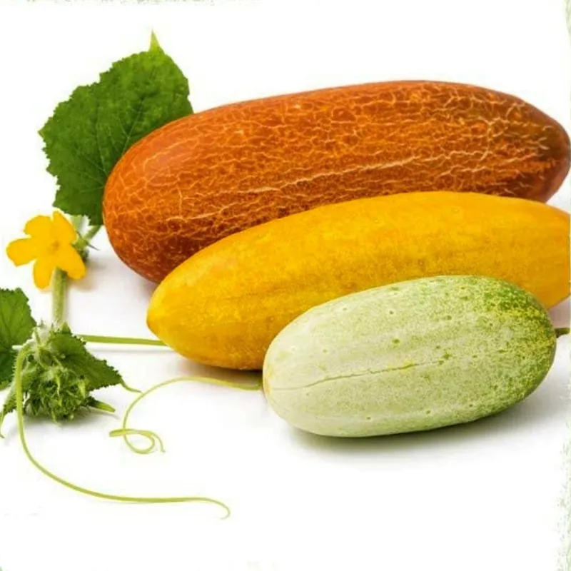 Semillas de pepino ruso Russkaja
