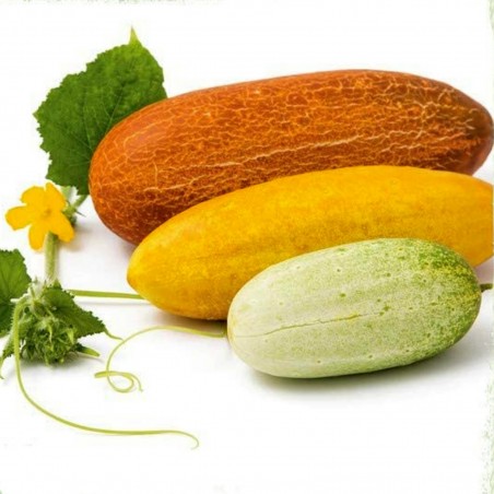 Price: €1.65 - Russian Cucumber Seeds Russkaja - Seeds Gallery