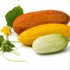 Price: €1.65 - Russische Gurkensamen Russkaja - Seeds Gallery