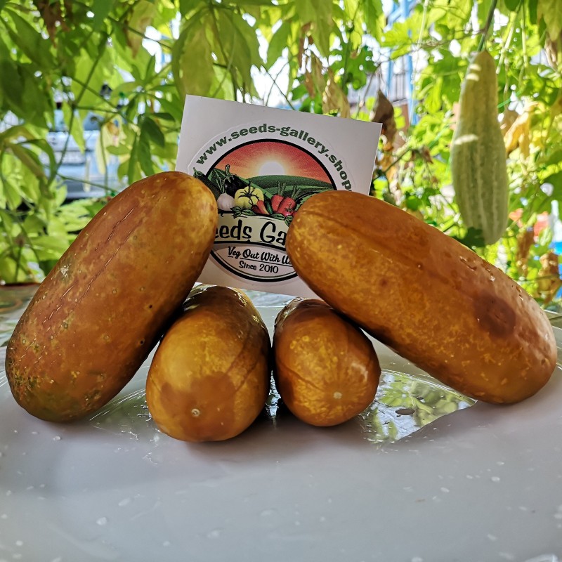 Price: €1.65 - Russian Cucumber Seeds Russkaja - Seeds Gallery