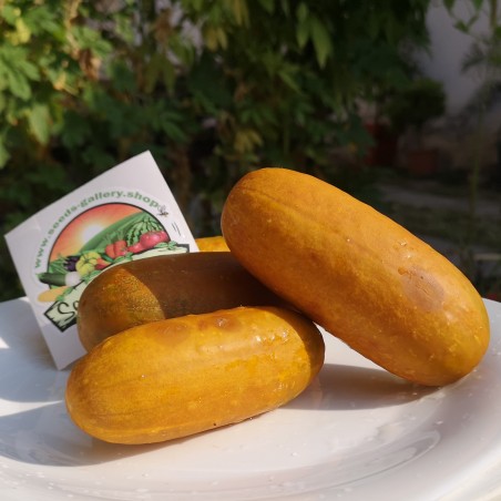 Price: €1.65 - Russian Cucumber Seeds Russkaja - Seeds Gallery
