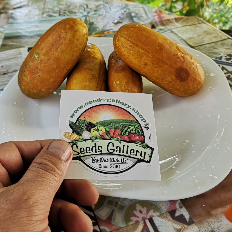 Price: €1.65 - Ryska gurkafrön Russkaja - Seeds Gallery