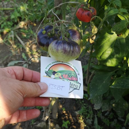 Σπόροι μπλε ομορφιάς Ντομάτα (Blue Beauty Be) | 1,90 €