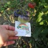 Σπόροι μπλε ομορφιάς Ντομάτα (Blue Beauty Be) | 1,90 €