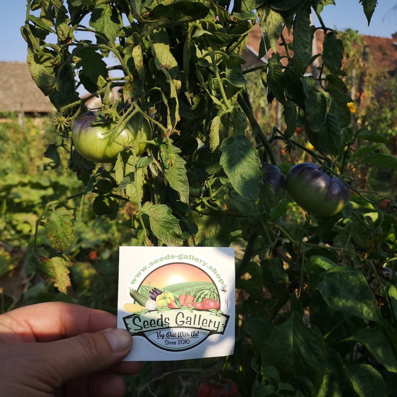 Graines de tomate Blue Beauty | 1,90 €