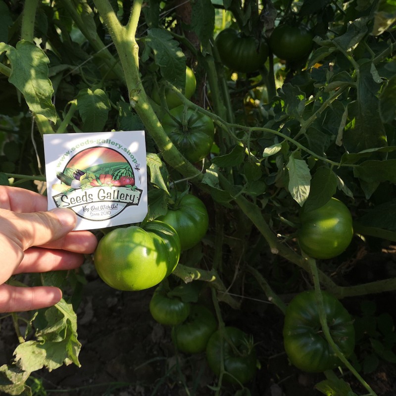 Price: €1.95 - Schwarze Tomatensamen - Schwarz von Tula - Seeds Gallery