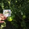 BLACK FROM TULA Tomato Seeds