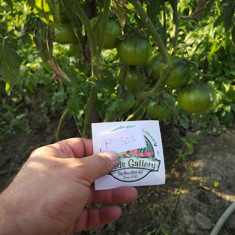 Price: €1.95 - Schwarze Tomatensamen - Schwarz von Tula - Seeds Gallery