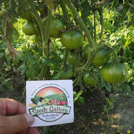 Price: €1.95 - Schwarze Tomatensamen - Schwarz von Tula - Seeds Gallery