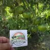 BLACK FROM TULA Tomato Seeds