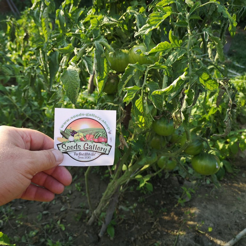 Price: €1.95 - Schwarze Tomatensamen - Schwarz von Tula - Seeds Gallery