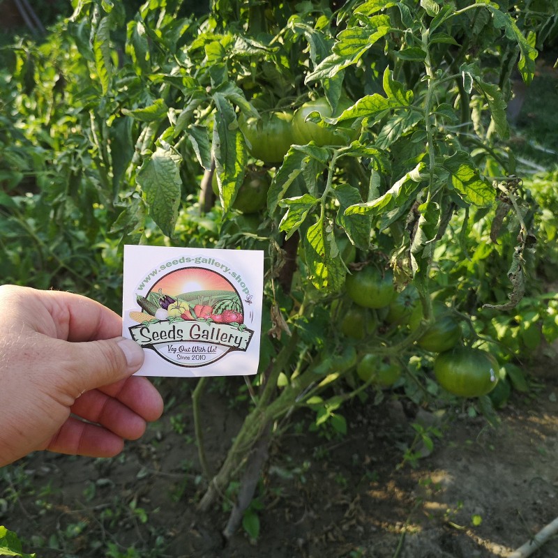 Seme paradajza BLACK FROM TULA